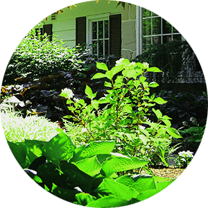 How to Keep Your Trees and Shrubs Thriving - Exscape Designs