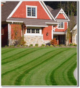 frontyard-green-grass