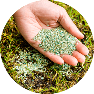 Hand holding Grass Seed